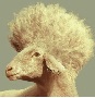 Avatar von Sheepy